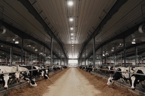 Penner Dairy Suppliers